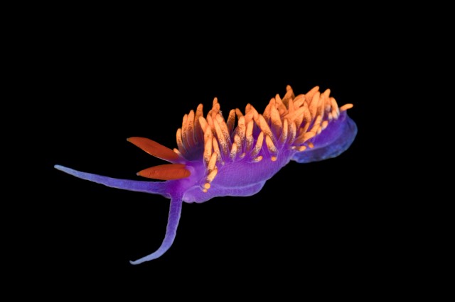 Close up of spanish shawl collected by NHM&#039;s DISCO project 
